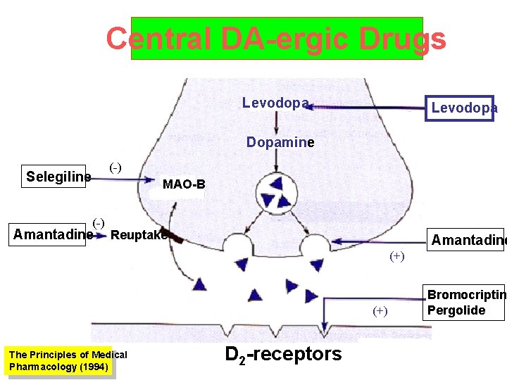 Central DA-ergic Drugs Levodopa Dopamine (-) Selegiline MAO-B (-) Amantadine Reuptake Amantadine (+) The