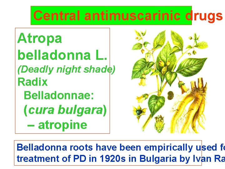 Central antimuscarinic drugs Atropa belladonna L. (Deadly night shade) Radix Belladonnae: (cura bulgara) –