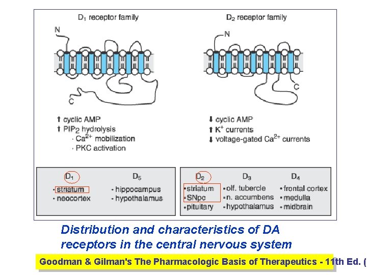 Distribution and characteristics of DA receptors in the central nervous system Goodman & Gilman's