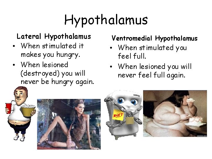 Hypothalamus Lateral Hypothalamus • When stimulated it makes you hungry. • When lesioned (destroyed)