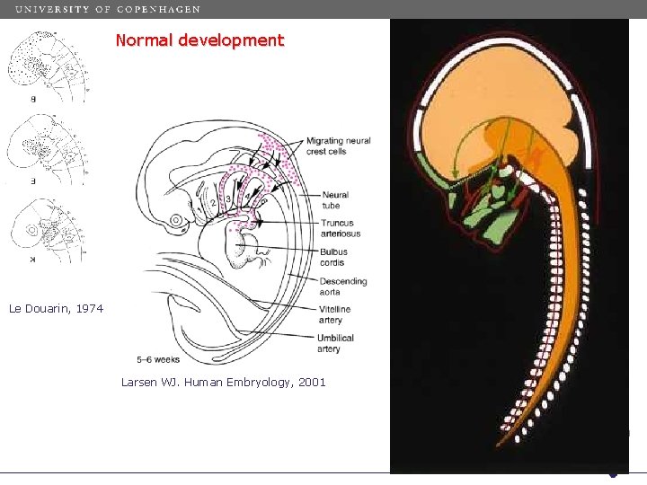 Normal development Le Douarin, 1974 Larsen WJ. Human Embryology, 2001 