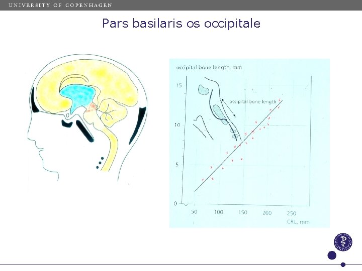 Pars basilaris os occipitale 