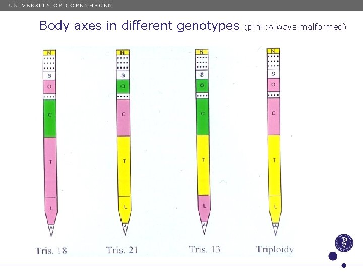 Body axes in different genotypes (pink: Always malformed) 