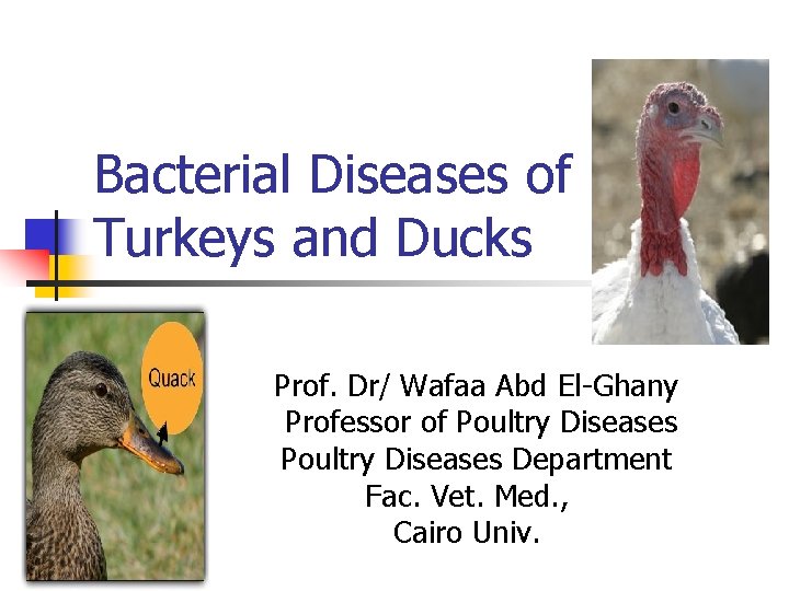 Bacterial Diseases of Turkeys and Ducks Prof. Dr/ Wafaa Abd El-Ghany Professor of Poultry