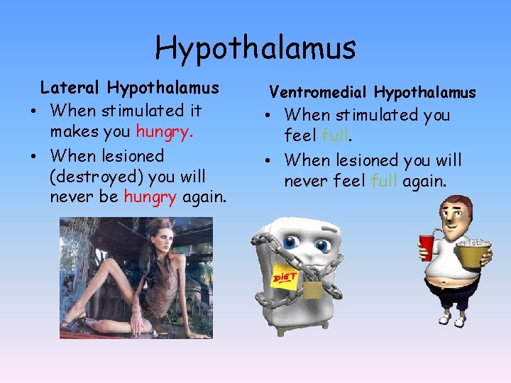 Hypothalamus Lateral Hypothalamus • When stimulated it makes you hungry. • When lesioned (destroyed)