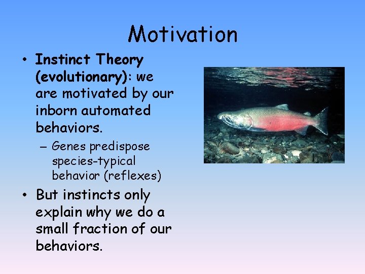 Motivation • Instinct Theory (evolutionary): we are motivated by our inborn automated behaviors. –