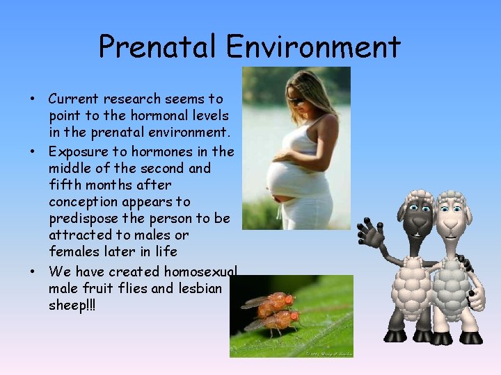 Prenatal Environment • Current research seems to point to the hormonal levels in the