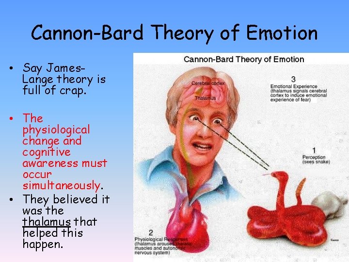 Cannon-Bard Theory of Emotion • Say James. Lange theory is full of crap. •