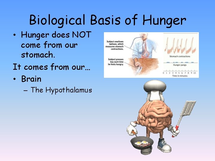 Biological Basis of Hunger • Hunger does NOT come from our stomach. It comes