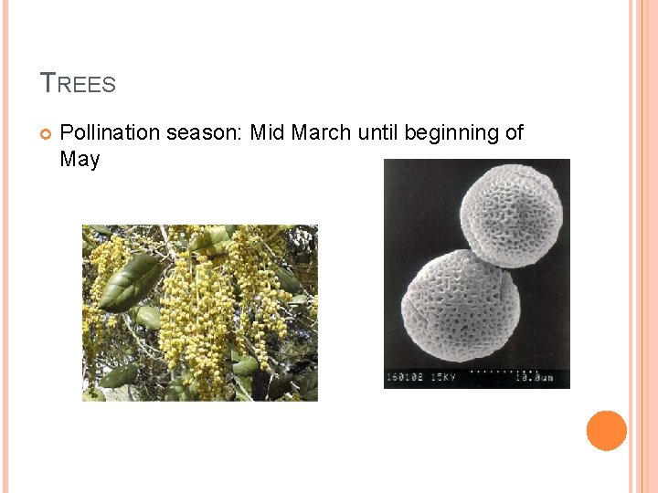 TREES Pollination season: Mid March until beginning of May 