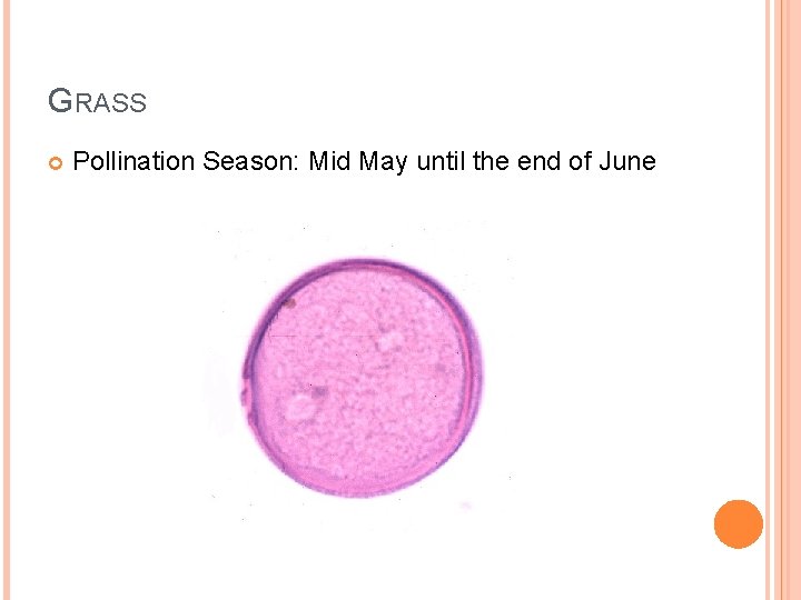 GRASS Pollination Season: Mid May until the end of June 