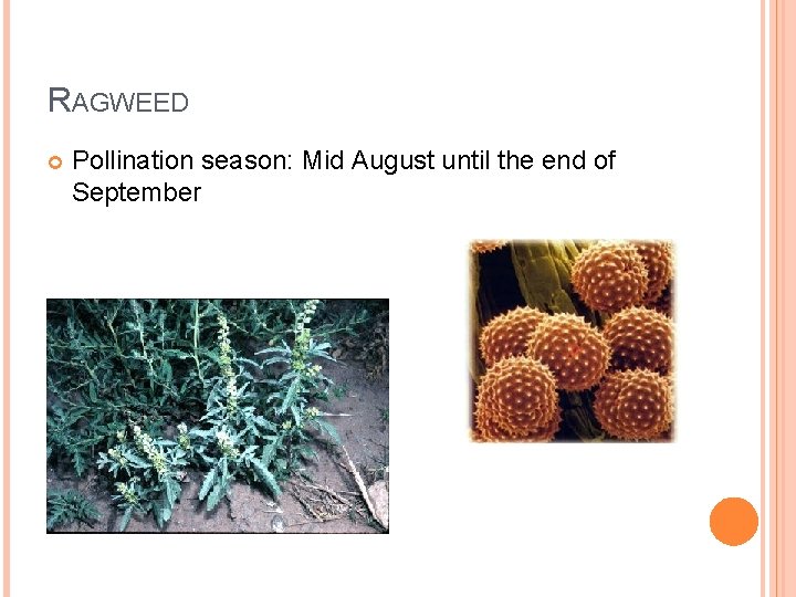 RAGWEED Pollination season: Mid August until the end of September 