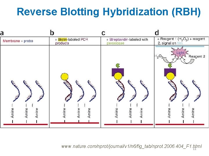 Reverse Blotting Hybridization (RBH) www. nature. com/nprot/journal/v 1/n 6/fig_tab/nprot. 2006. 404_F 1. html 11