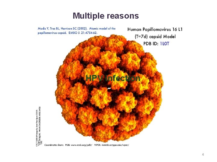 Multiple reasons HPV infection 4 