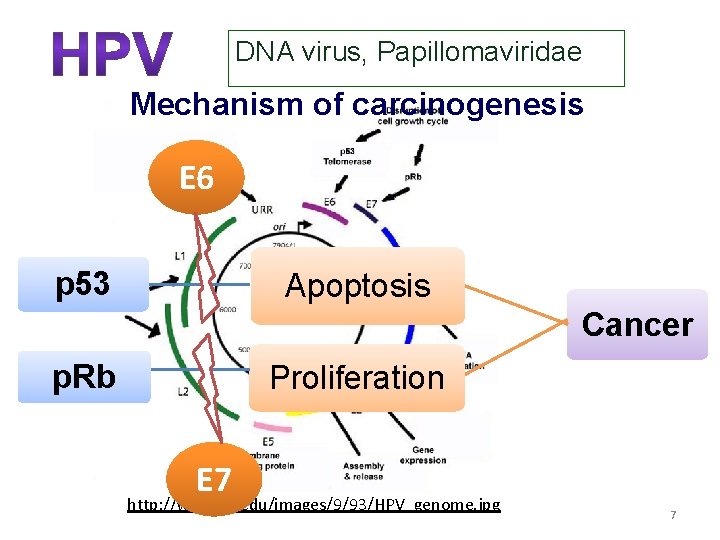 DNA virus, Papillomaviridae Mechanism of carcinogenesis E 6 p 53 Apoptosis Cancer p. Rb