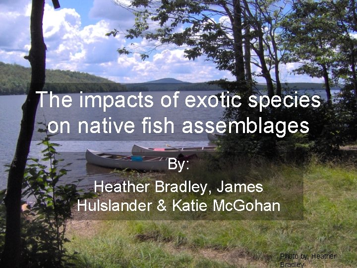 The impacts of exotic species on native fish assemblages By: Heather Bradley, James Hulslander