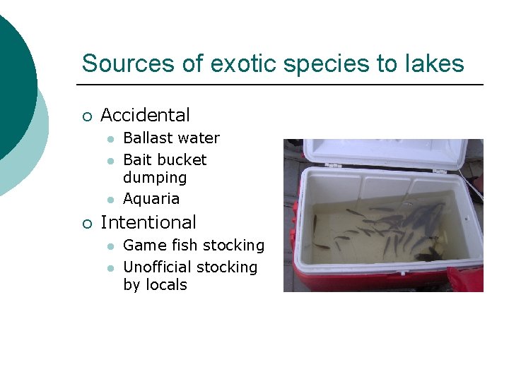 Sources of exotic species to lakes ¡ Accidental l ¡ Ballast water Bait bucket