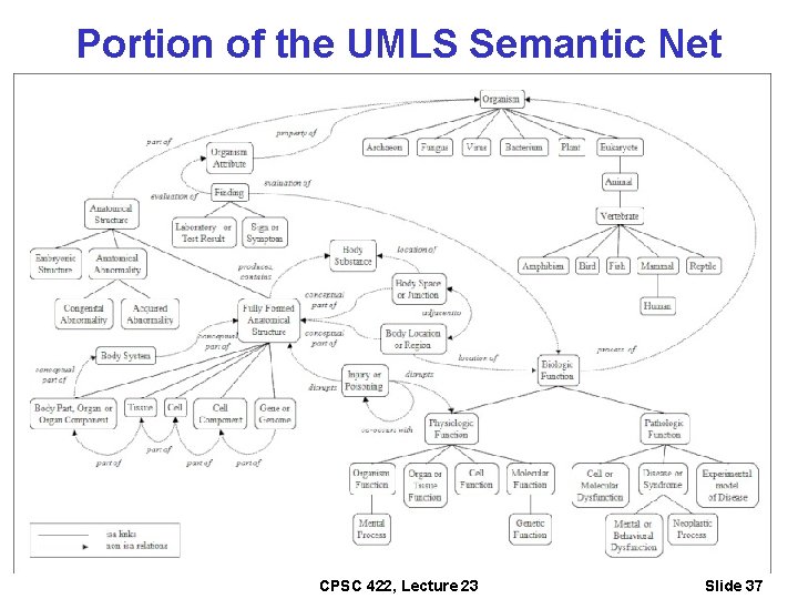 Portion of the UMLS Semantic Net CPSC 422, Lecture 23 Slide 37 