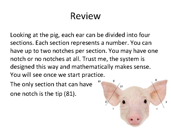 Review Looking at the pig, each ear can be divided into four sections. Each