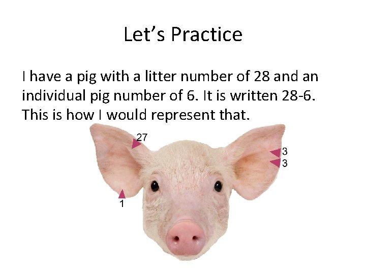Let’s Practice I have a pig with a litter number of 28 and an