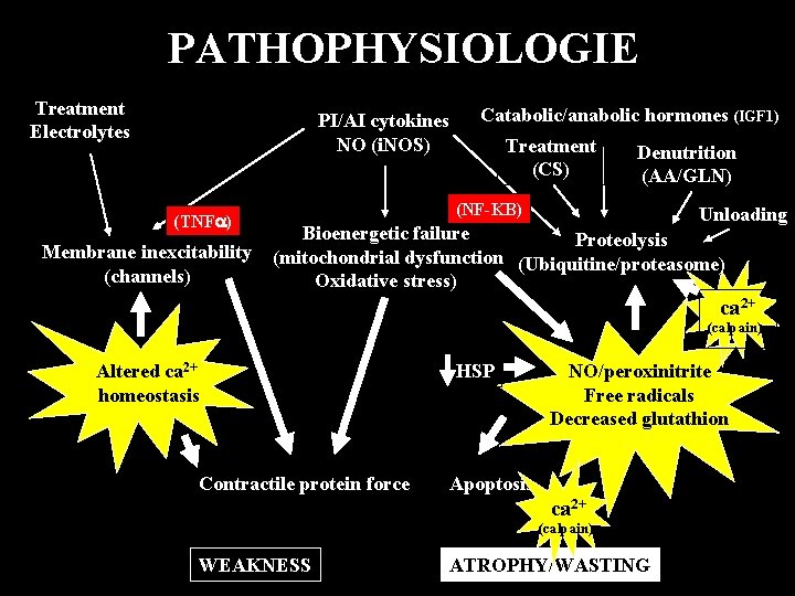 PATHOPHYSIOLOGIE Treatment Electrolytes PI/AI cytokines NO (i. NOS) (TNFa) Catabolic/anabolic hormones (IGF 1) Treatment
