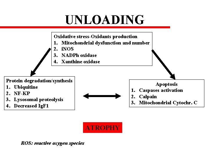 UNLOADING Oxidative stress-Oxidants production 1. Mitochondrial dysfunction and number 2. i. NOS 3. NADPh