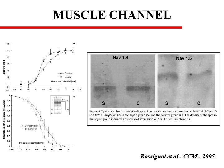 MUSCLE CHANNEL Rossignol et al - CCM - 2007 