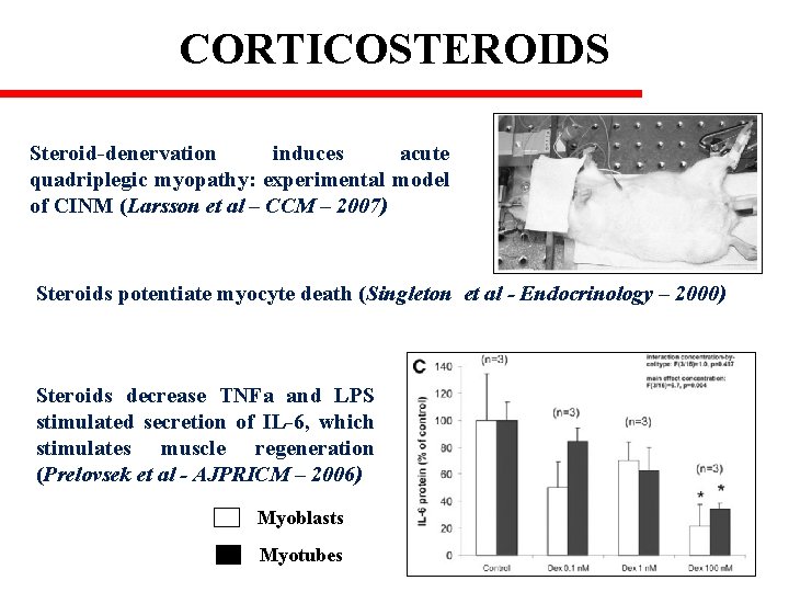 CORTICOSTEROIDS Steroid-denervation induces acute quadriplegic myopathy: experimental model of CINM (Larsson et al –