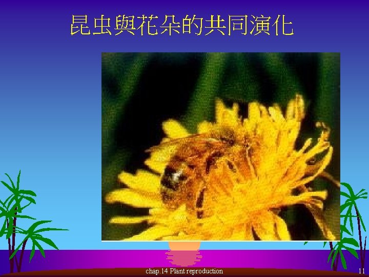 昆虫與花朵的共同演化 chap. 14 Plant reproduction 11 