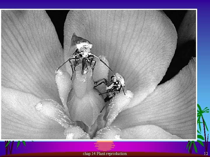 chap. 14 Plant reproduction 12 