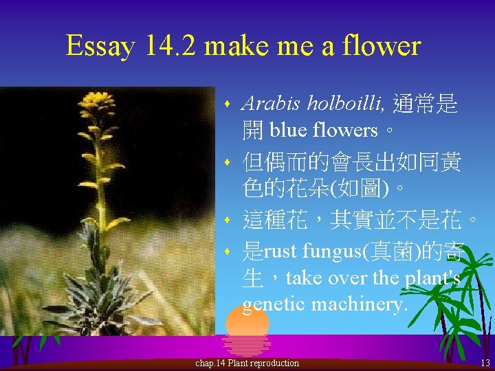 Essay 14. 2 make me a flower s s Arabis holboilli, 通常是 開 blue
