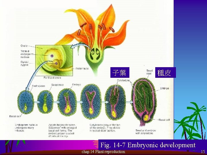 子葉 種皮 Fig. 14 -7 Embryonic development chap. 14 Plant reproduction 15 