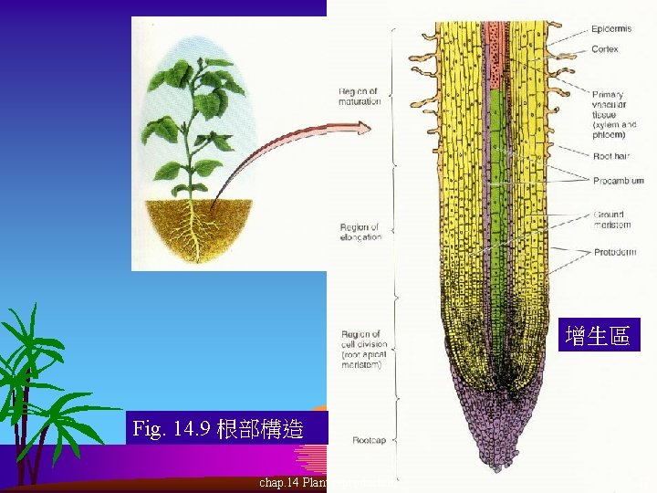增生區 Fig. 14. 9 根部構造 chap. 14 Plant reproduction 17 