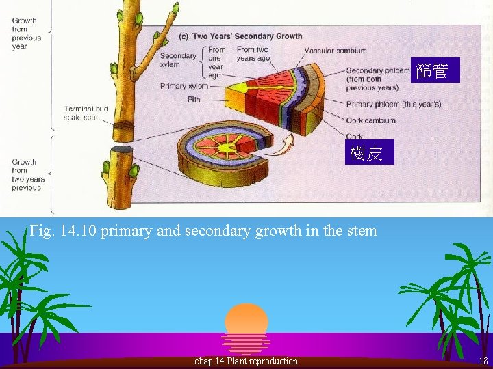 篩管 樹皮 Fig. 14. 10 primary and secondary growth in the stem chap. 14