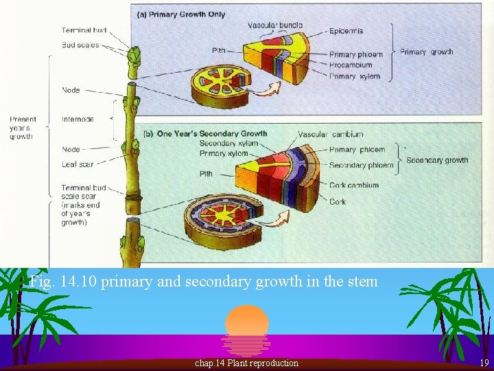 Fig. 14. 10 primary and secondary growth in the stem chap. 14 Plant reproduction