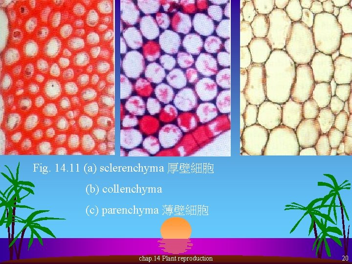 Fig. 14. 11 (a) sclerenchyma 厚壁細胞 (b) collenchyma (c) parenchyma 薄壁細胞 chap. 14 Plant