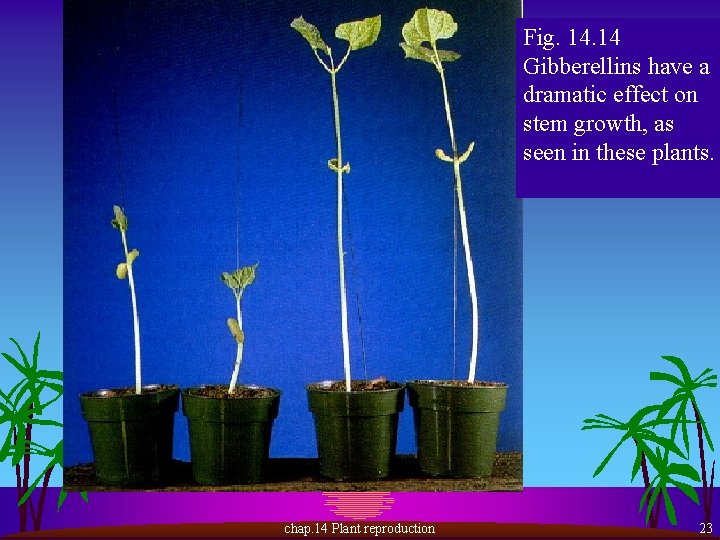 Fig. 14 Gibberellins have a dramatic effect on stem growth, as seen in these