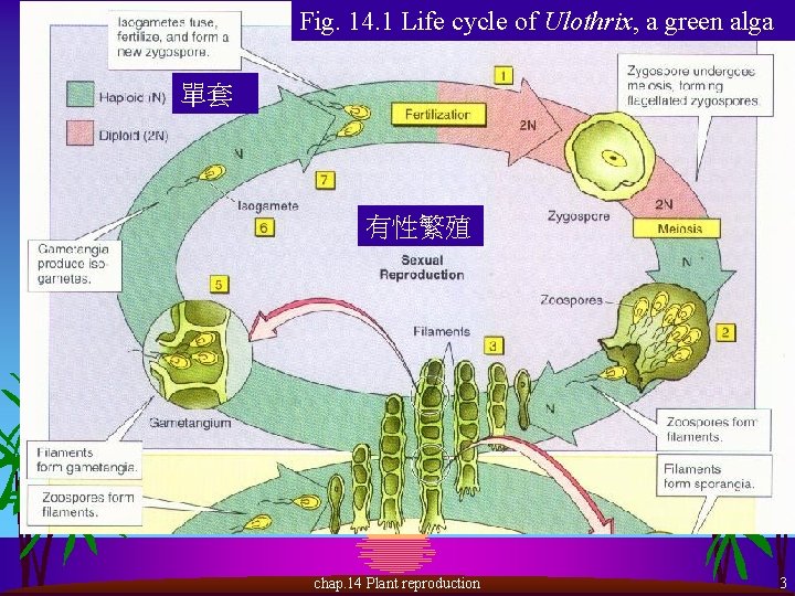 Fig. 14. 1 Life cycle of Ulothrix, a green alga 單套 有性繁殖 chap. 14