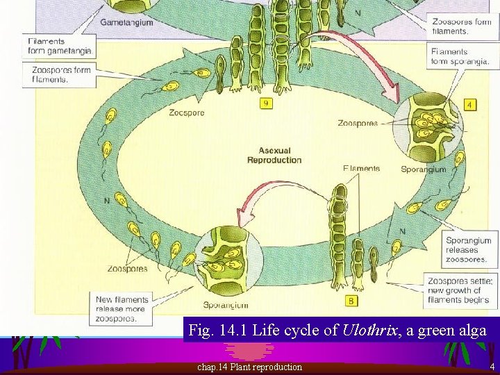 Fig. 14. 1 Life cycle of Ulothrix, a green alga chap. 14 Plant reproduction