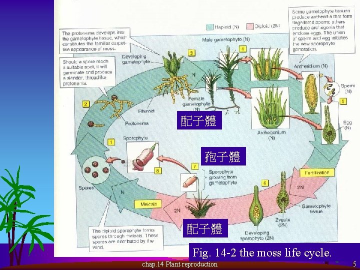 配子體 孢子體 配子體 Fig. 14 -2 the moss life cycle. chap. 14 Plant reproduction