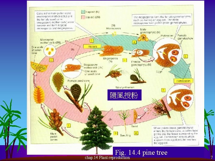 隨風授粉 Fig. 14. 4 pine tree chap. 14 Plant reproduction 7 