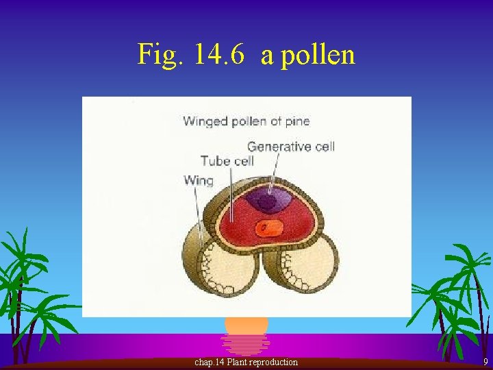 Fig. 14. 6 a pollen chap. 14 Plant reproduction 9 