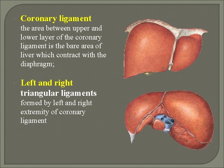  Coronary ligament the area between upper and lower layer of the coronary ligament