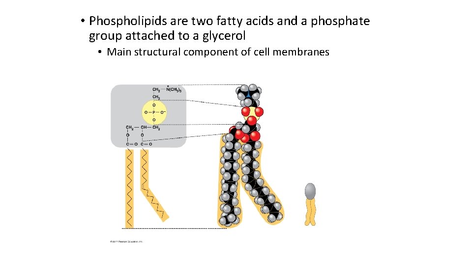  • Phospholipids are two fatty acids and a phosphate group attached to a