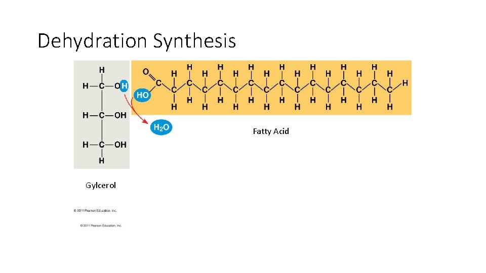 Dehydration Synthesis Fatty Acid Gylcerol 