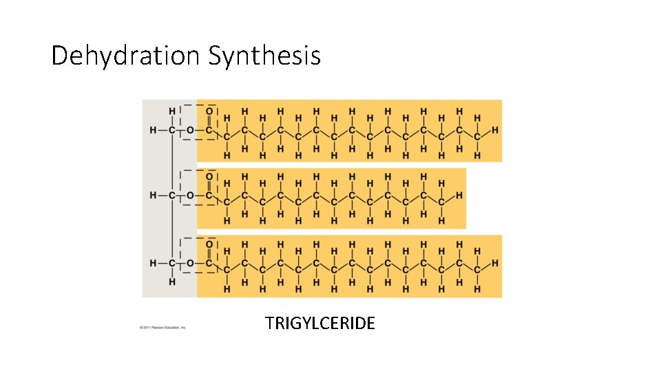 Dehydration Synthesis TRIGYLCERIDE 