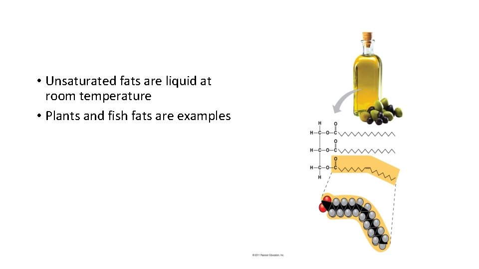  • Unsaturated fats are liquid at room temperature • Plants and fish fats