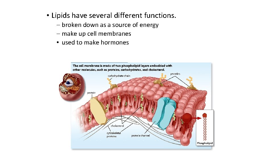  • Lipids have several different functions. – broken down as a source of