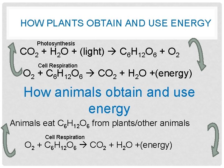 HOW PLANTS OBTAIN AND USE ENERGY Photosynthesis CO 2 + H 2 O +