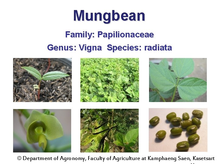 Mungbean Family: Papilionaceae Genus: Vigna Species: radiata © Department of Agronomy, Faculty of Agriculture